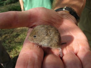 Field Vole Credit: Flickr Dave CC BY-NC-SA 2.0
