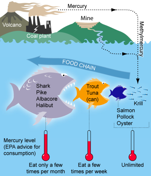 Toxic methylmercury accumulates as it moves up the food chain