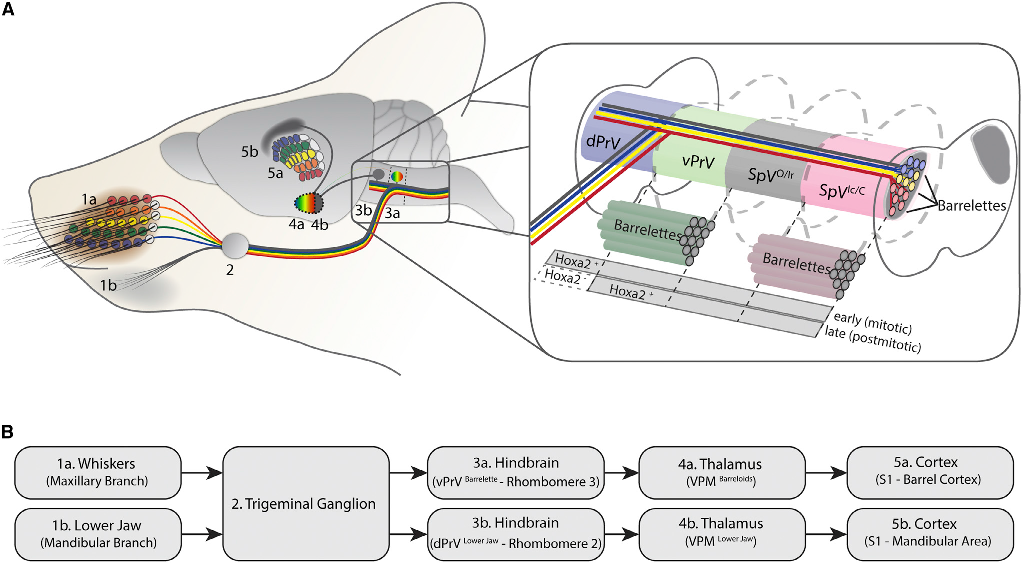 Sensory circuits of mouse whiskers, by Bechara et al.